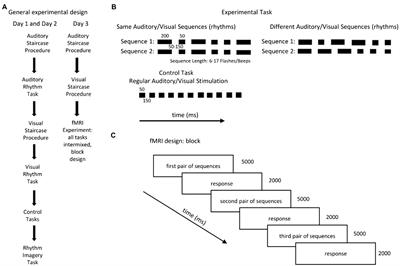 Superior visual rhythm discrimination in expert musicians is most likely not related to cross-modal recruitment of the auditory cortex